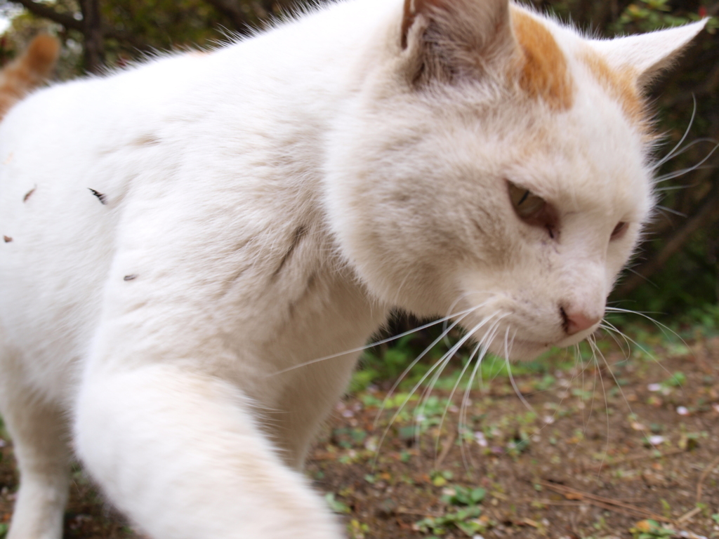 猫にゃー