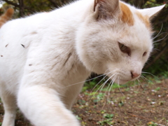 猫にゃー