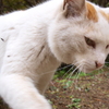 猫にゃー