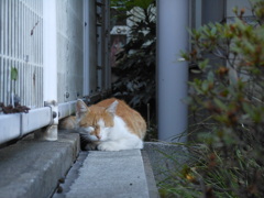 にゃんこ