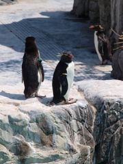 イワトビペンギン