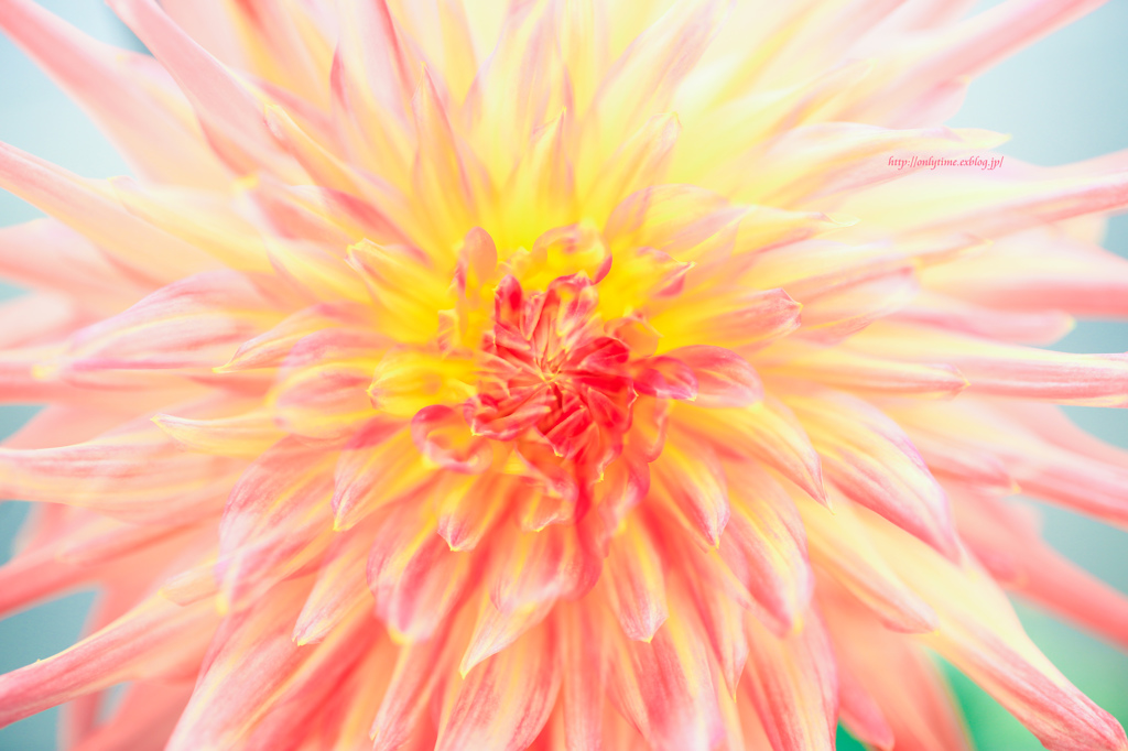ＤＡＨＬＩＡ*3