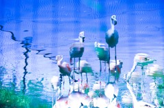 フラミンゴ