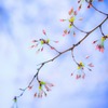はなび