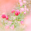 Rose*3