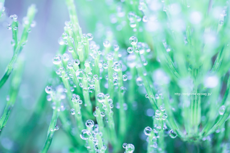 雨上がり