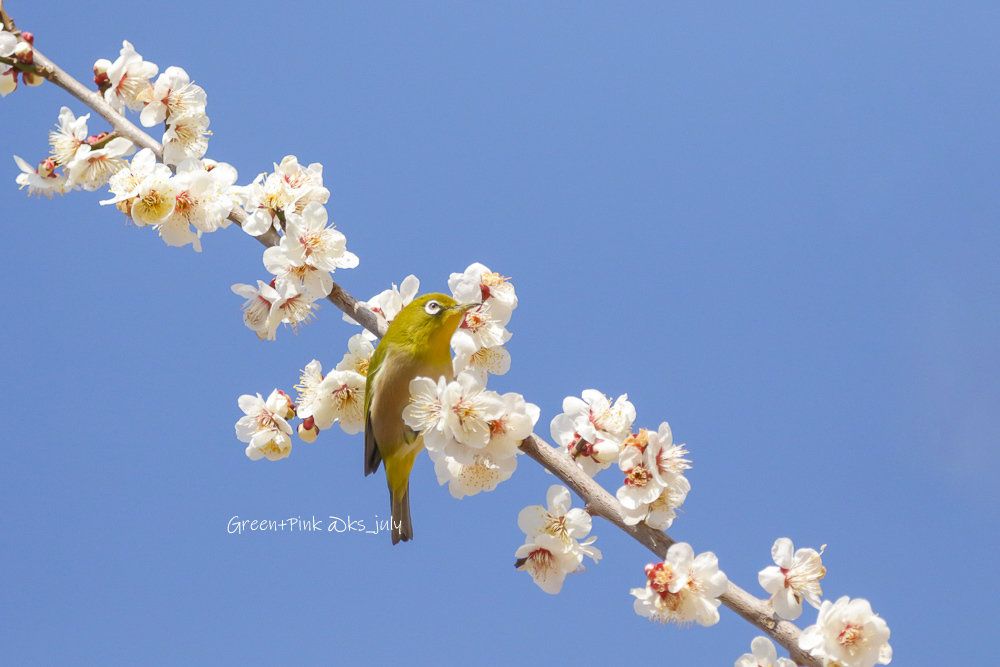 春の便り