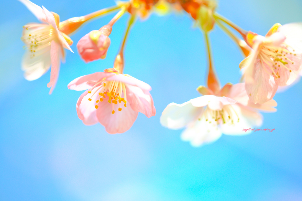  Kawazu Zakura