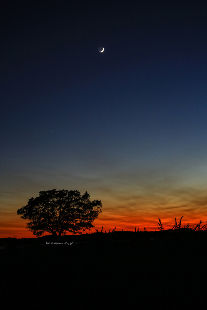 Tree and Moon 