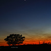 Tree and Moon 