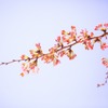 はなび（2）