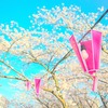 夜桜への期待感