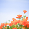  カリフォルニアポピー 