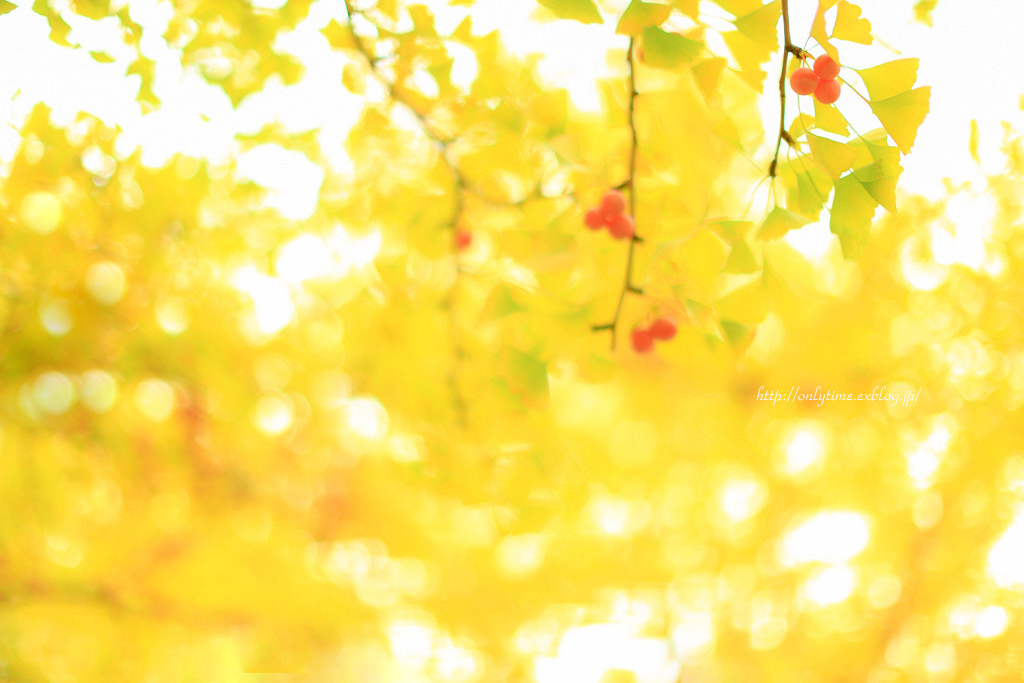 autumn yellow