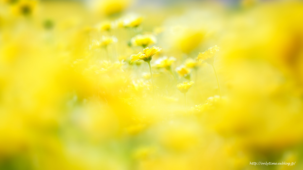 happy yellow