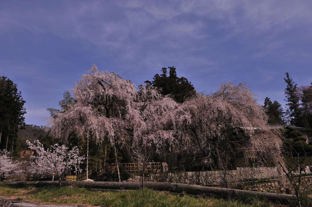 神原のしだれ桜２