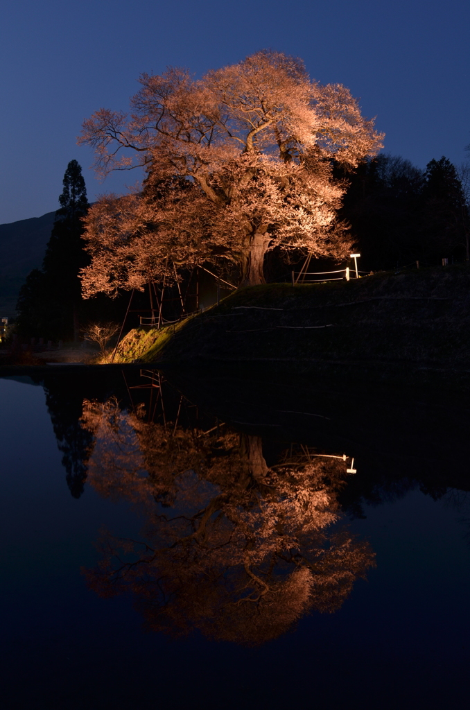 小奴可の要害桜