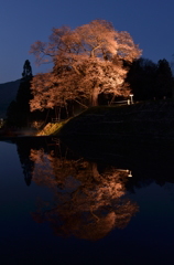 小奴可の要害桜