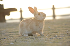 ウサギの楽園で