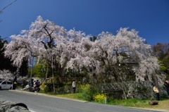 神原のしだれ桜