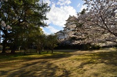 福山城と桜
