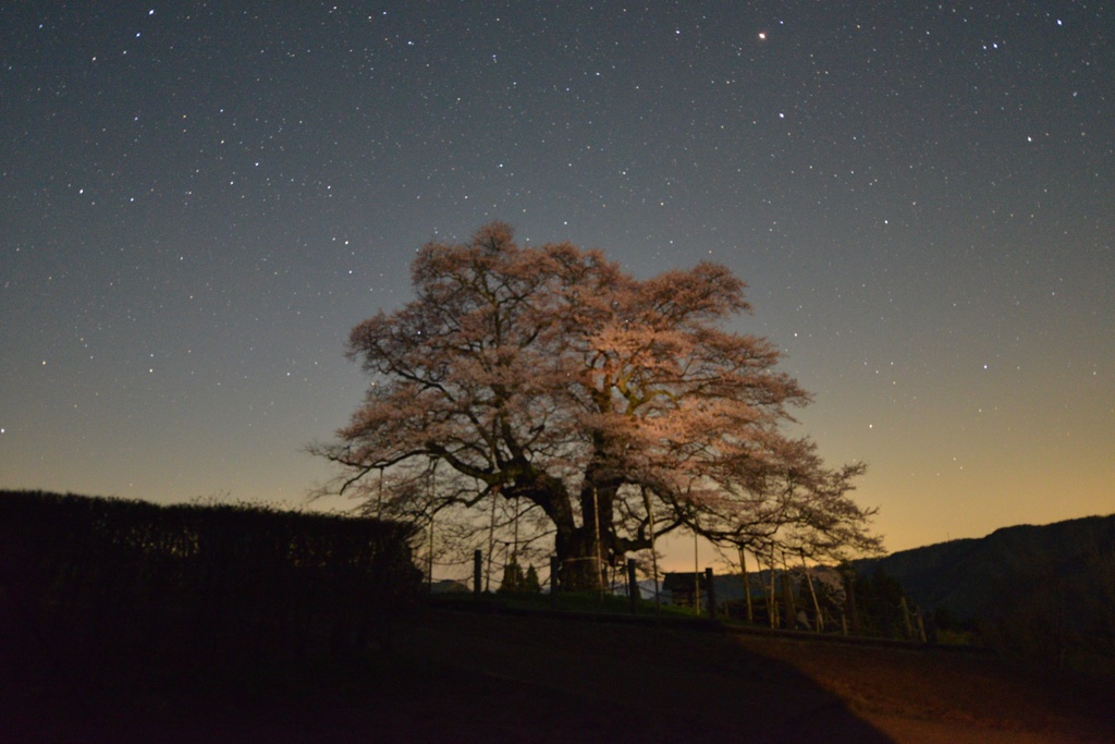 醍醐桜と星