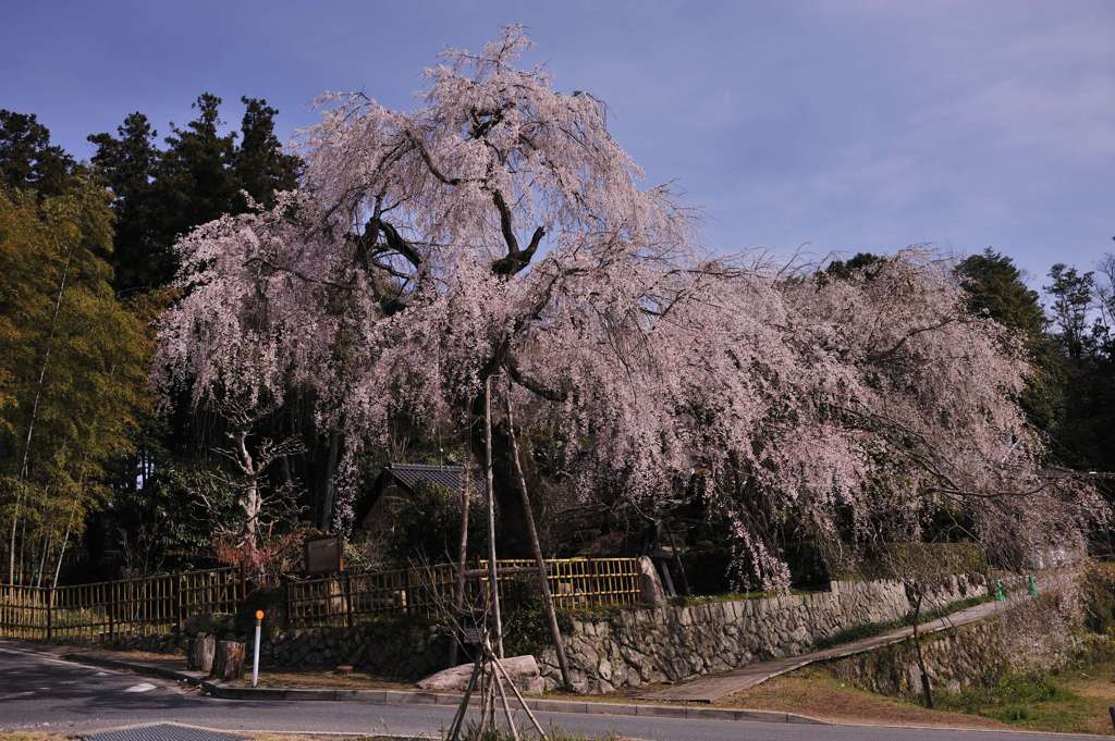 神原のしだれ桜