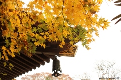 紅葉狩り
