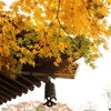 紅葉狩り
