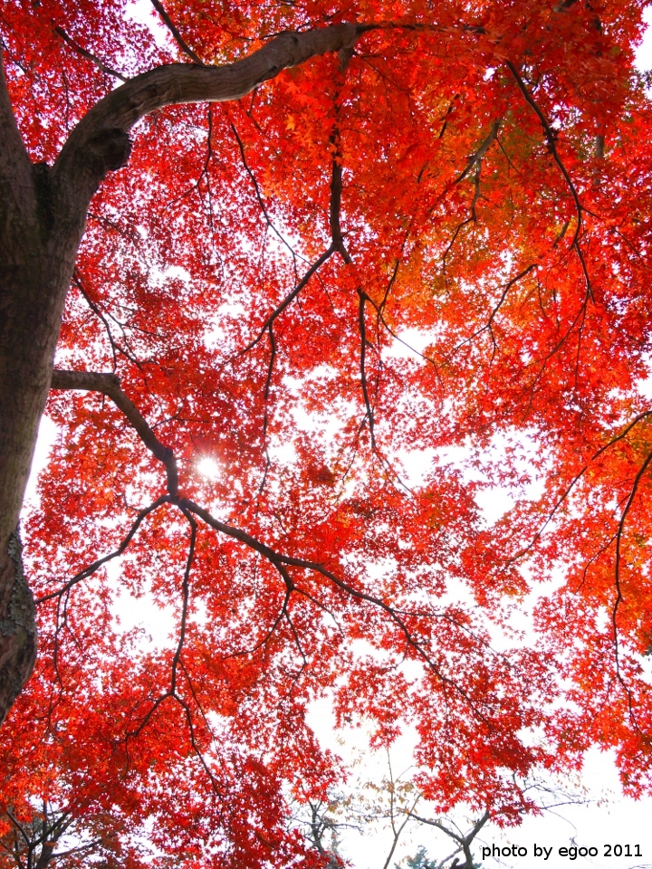 紅葉見納め
