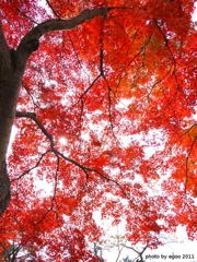 紅葉見納め