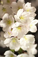 夜桜への挑戦