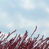 秋の空