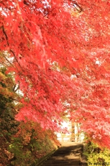 紅葉狩り