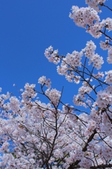 春の晴天