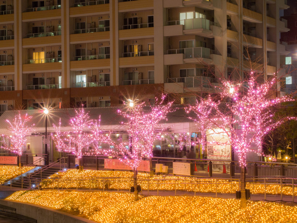 cherry trees which blossom in winter