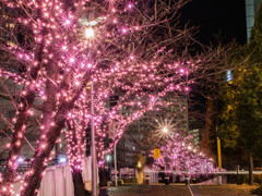 row of cherry blossom trees