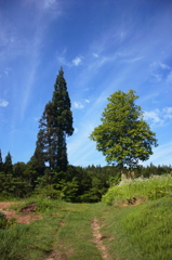 trees。