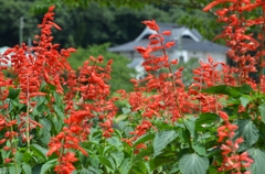 吉香公園
