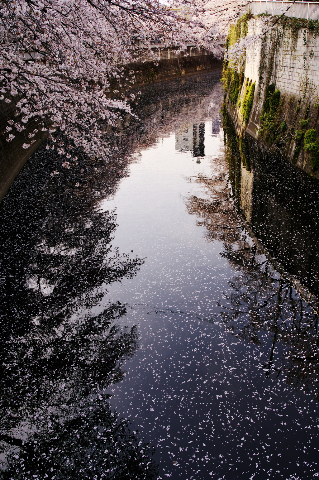 桜模様の神田川