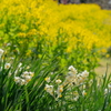 菜の花と