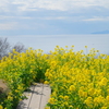 菜の花の小径