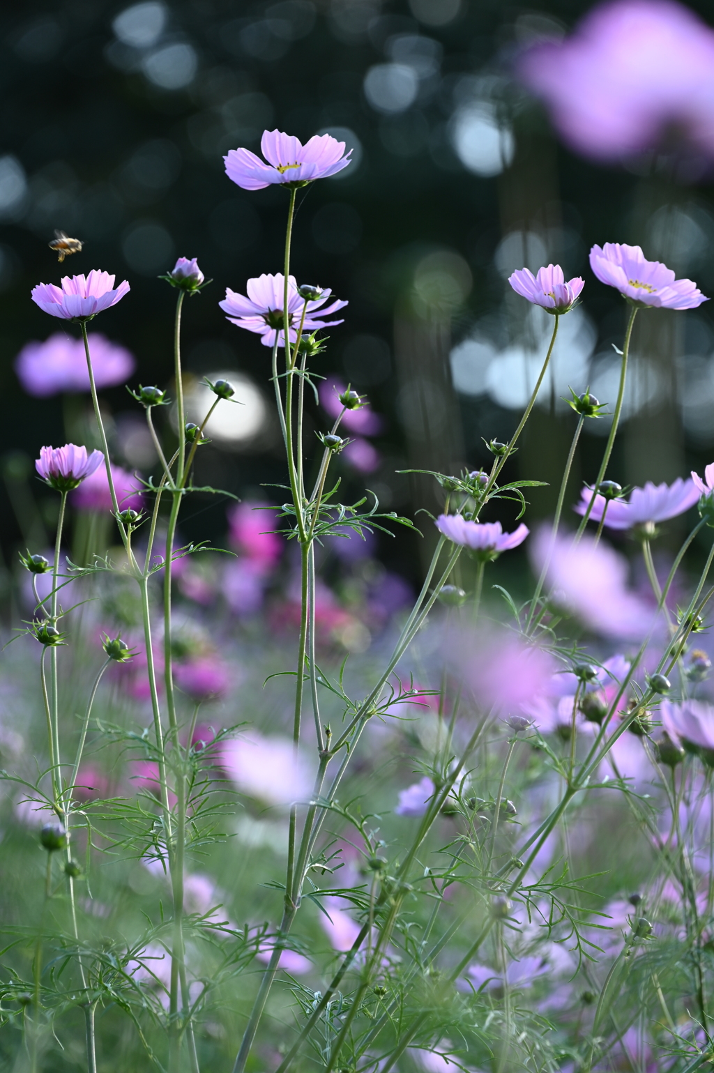 秋の花畑
