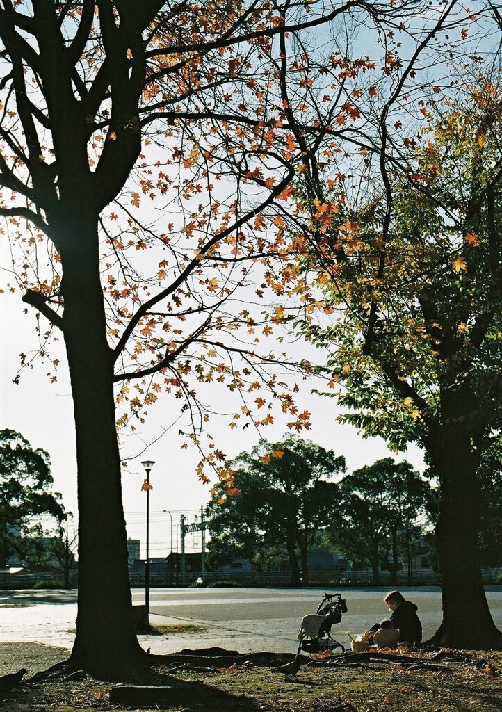 朝の公園