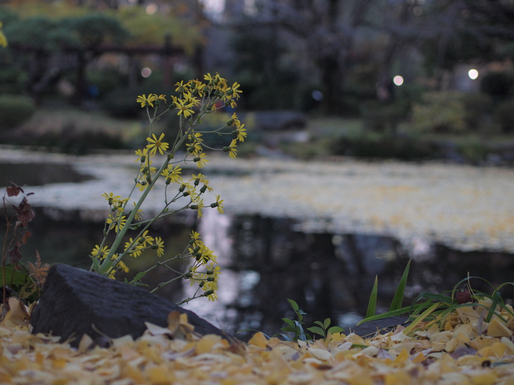 晩秋の夕暮れ
