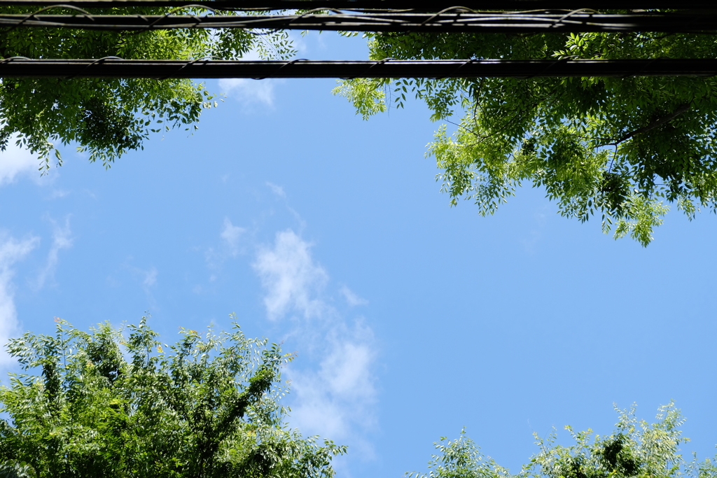 見上げれば初夏