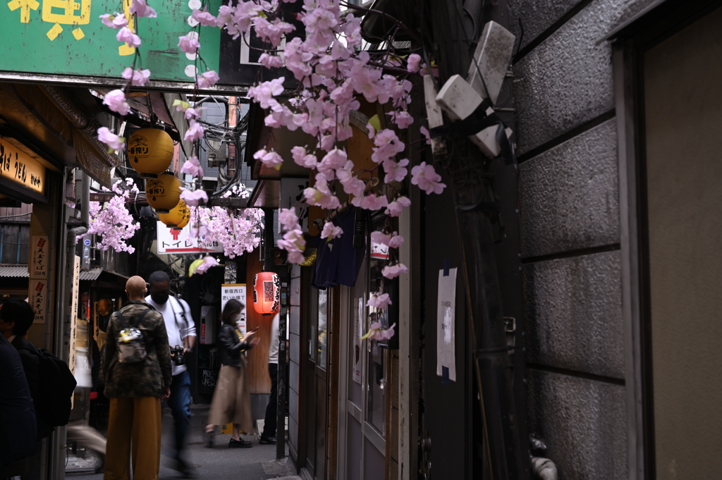 横丁の桜