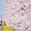 サクラが咲いたよ