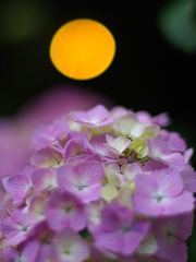 Hydrangea～水の器