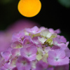 Hydrangea～水の器